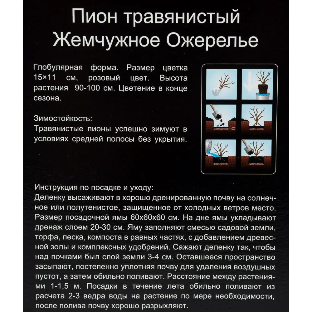Пион травянистый Жемчужное ожерелье 12193612 STLM-2025048 Santreyd  - Вид №3
