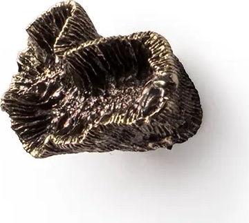 OC2017 Mussa PULLCAST Ocean Collection 