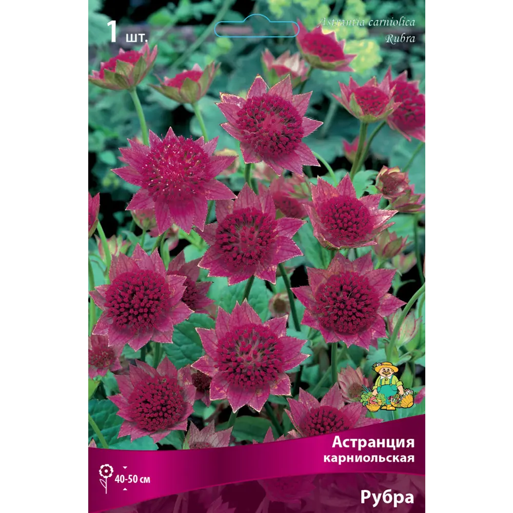 Астранция «Рубра», карниольская Santreyd STLM-2057629