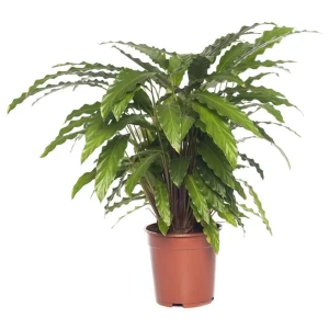 Калатея Руфибарба ø17 h60 см 85394485 STLM-2137695