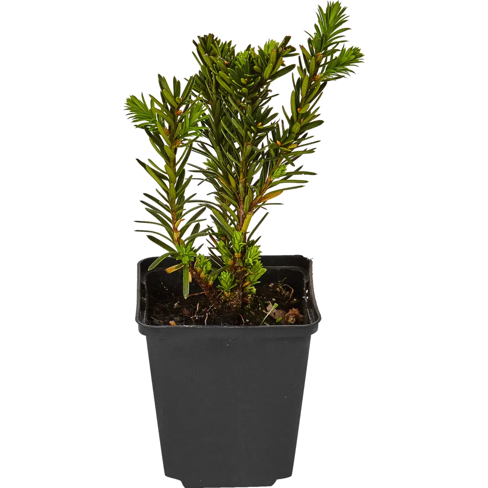 Тисс средний «Селекции Кордес» 9x20 см 82601621 STLM-2113331 Santreyd 