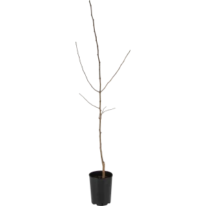 Груша кафедральная C5-7 2 года