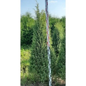 Можжевельник обыкновенный 44x150 см 82550336 STLM-2022763
