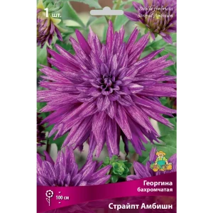 Георгины бахромчатые Страйпт Амбишн 82530140 STLM-2037979