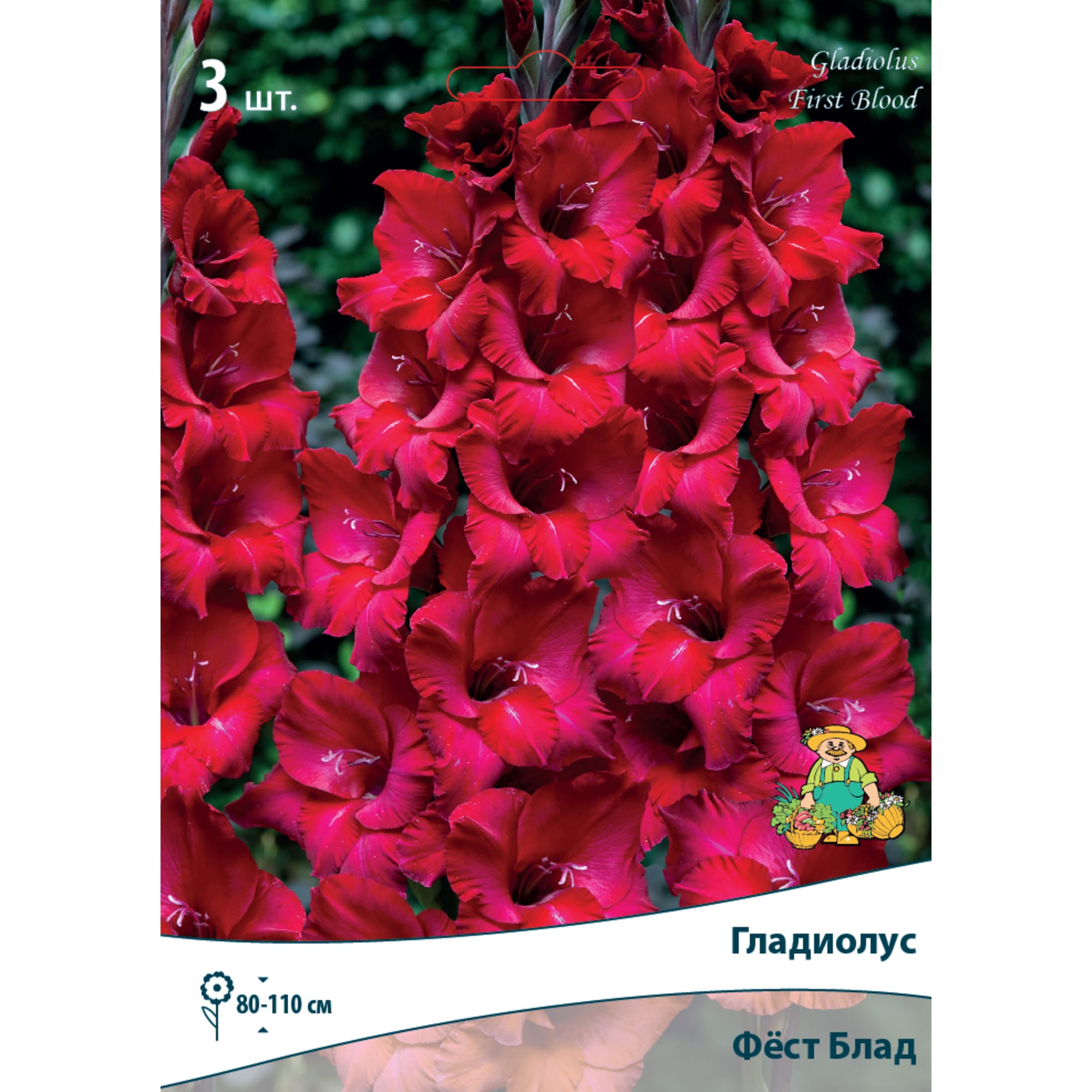 82530199 Гладиолусы крупноцветковые Фёст Блад Santreyd 