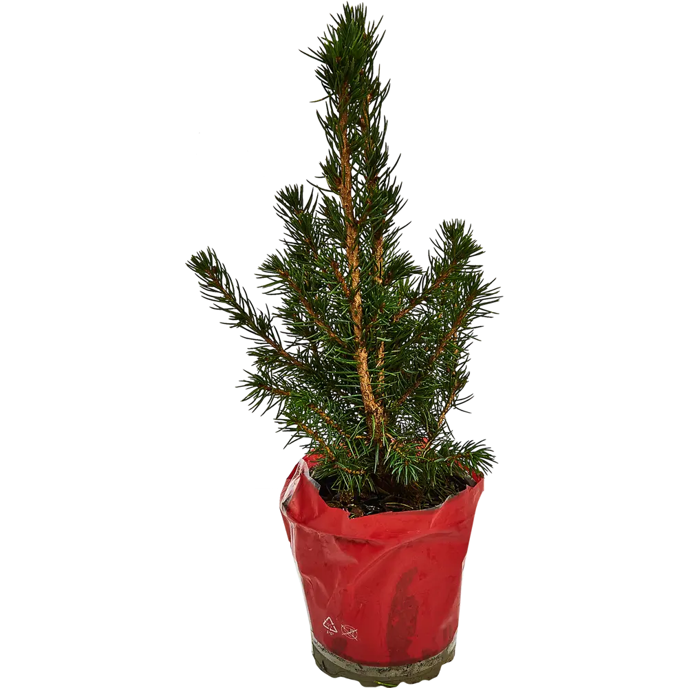Ель Коника ø9 h30-35 см в пакете Santreyd STLM-2178528