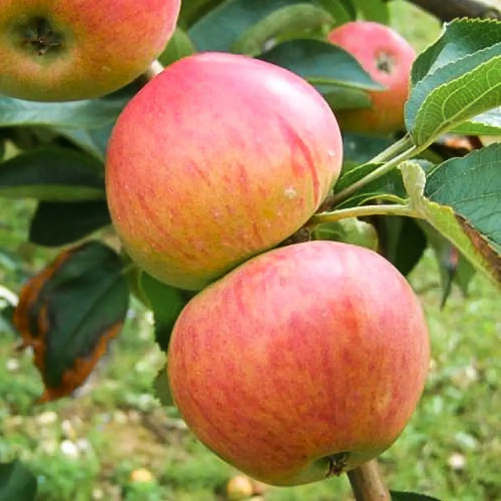 Яблоня Конфетное ø20 h120 см 89365298 STLM-2064860 PLANTMARKET 
