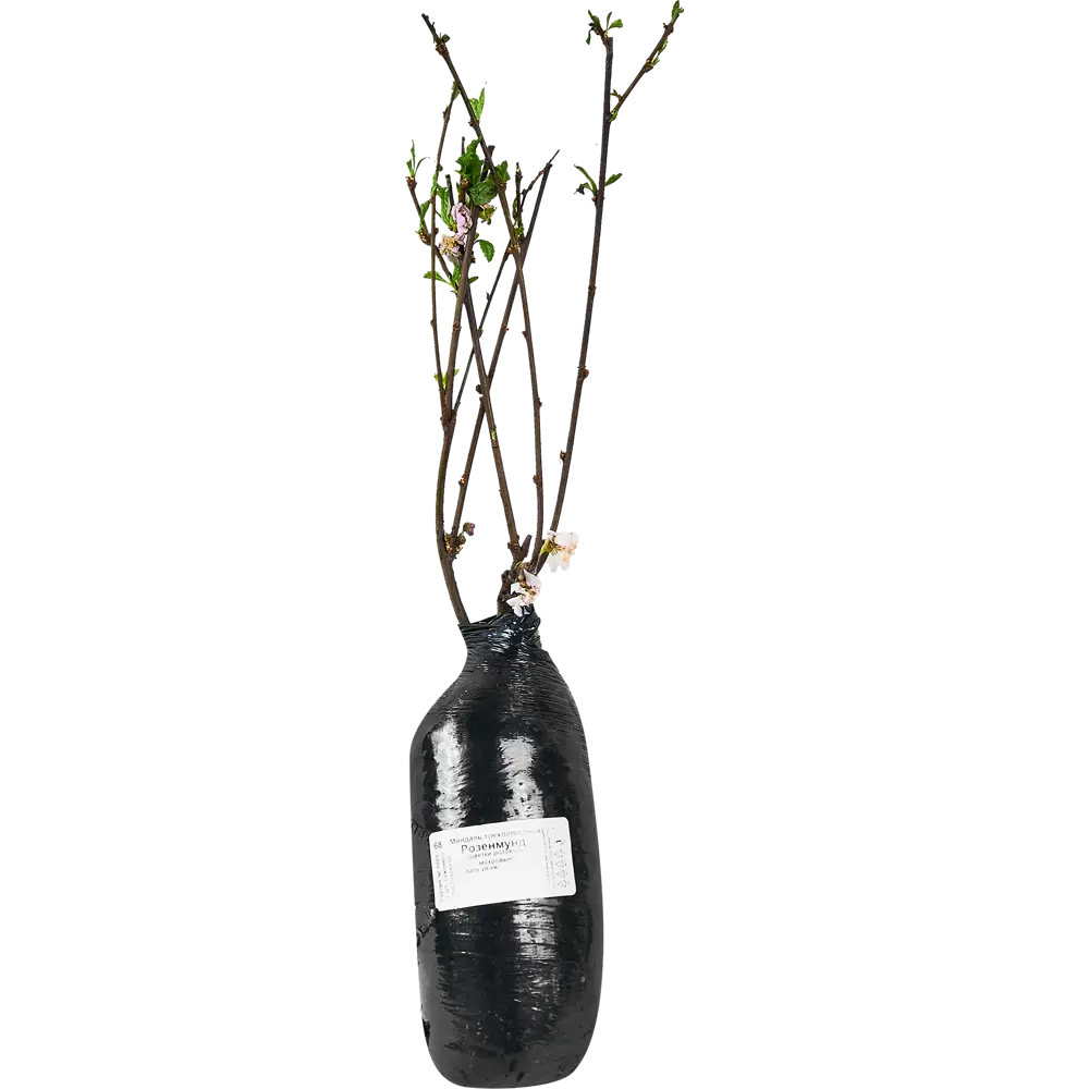 Миндаль трехлопастной Розенмунд h35 см 89353402 STLM-2195416 Santreyd  - Вид №1