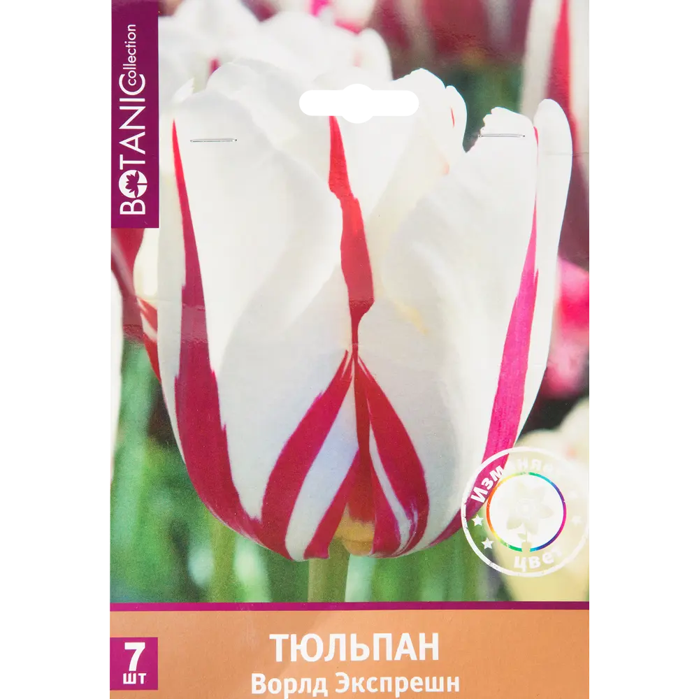 Тюльпан «Ворлд Экспрешн» размер луковицы 11/12, 7 шт. 82666010 STLM-2203404 BOTANIC COLLECTION 