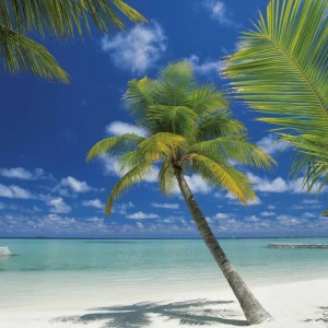 4-883-Ari-Atoll Фотообои Komar Imagine Edition 2 254х184 м