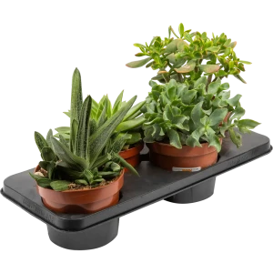 Суккулент микс 17x20 см 82850449 STLM-2121896