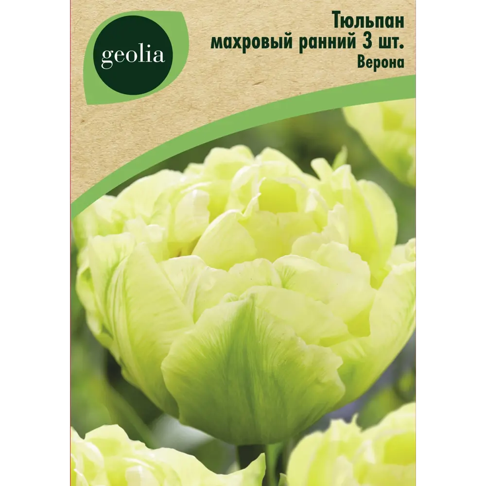 Тюльпан махровый ранний Верона 3 шт. 88663215 STLM-2137246 GEOLIA 