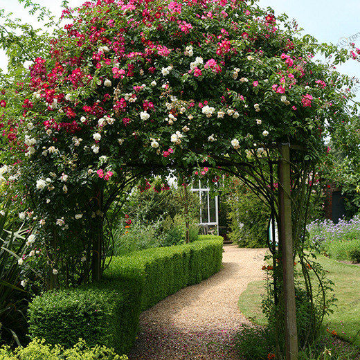 B1-007 Фотообои DIVINO Collection B 2.7х2 м B1007