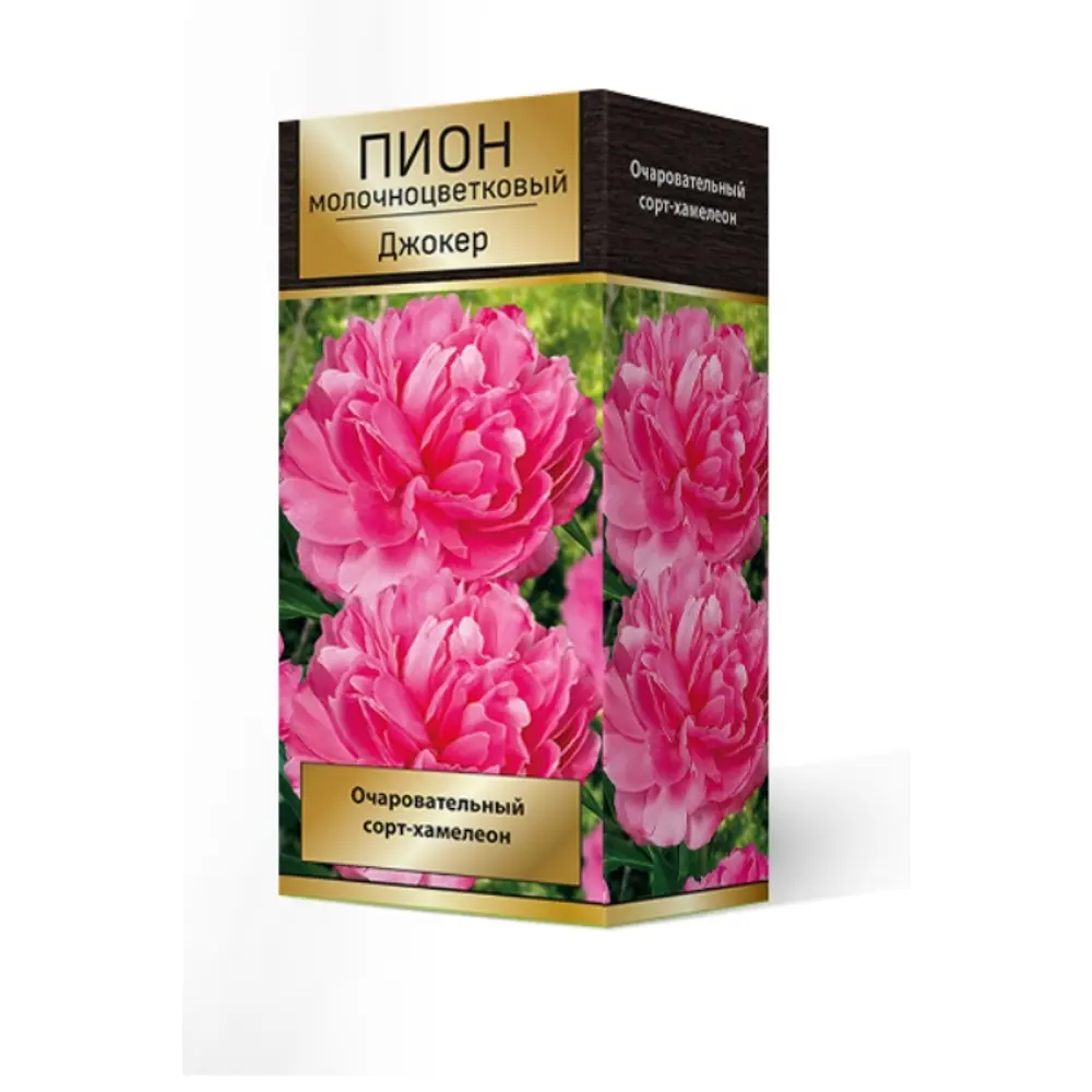 Пион травянистый Джокер луковица 2-3 83600122 STLM-2034146 Santreyd 