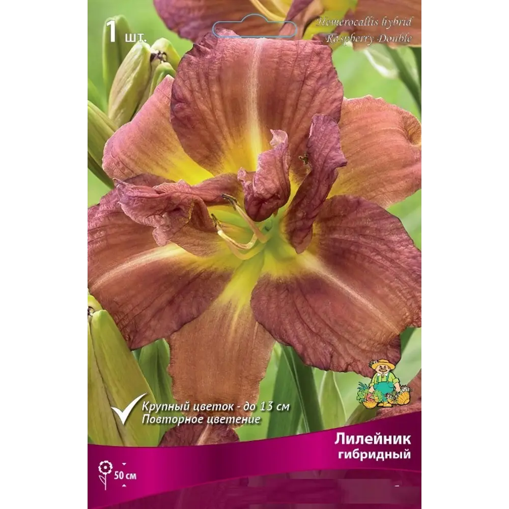 Лилейник с капером микс Santreyd STLM-2016604