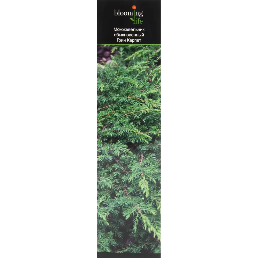 Можжевельник Грин Карпет в тубе 82539536 STLM-2114682 BLOOMING LIFE 