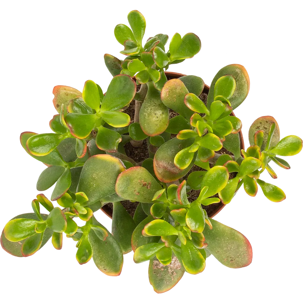 Суккулент микс 17x20 см 82850449 STLM-2121896 Santreyd  - Вид №8