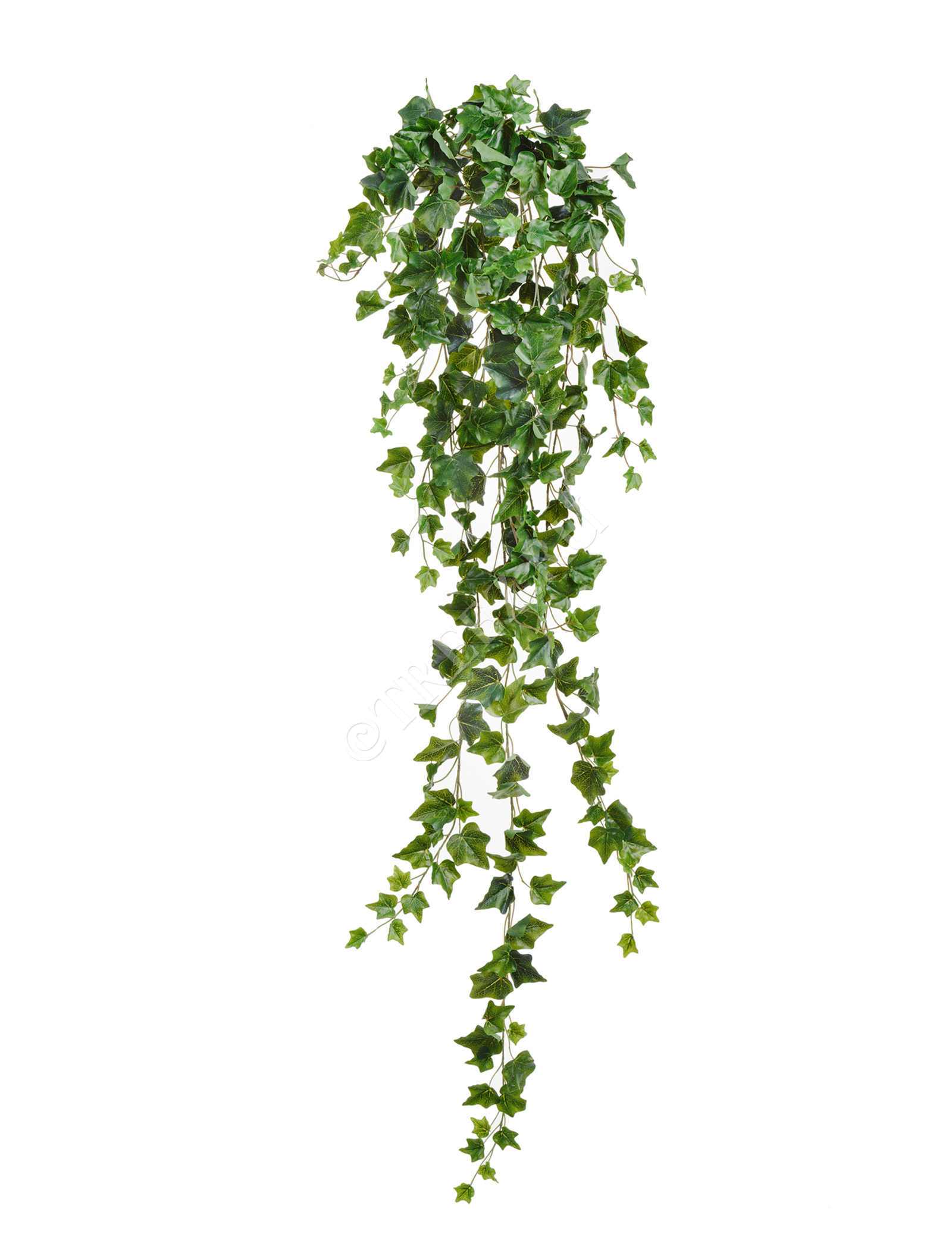 20.05170260N-S Английский плющ Олд Тэмпл зелёный Цветочная коллекция  - Вид №3