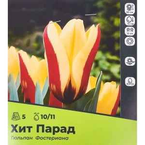 Тюльпан ХитПарад Фостериана луковица 10/11, 5шт 89049665 STLM-2141002