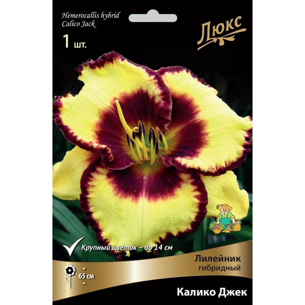 Лилейник гибридный Калико Джек луковица I 83597592 STLM-2121962 Santreyd 