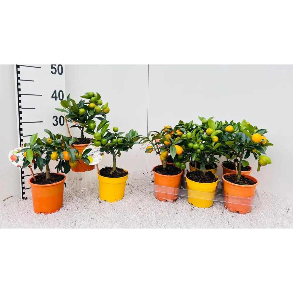 Цитрус Цитрина микс ø12 h25 см Santreyd STLM-2000245