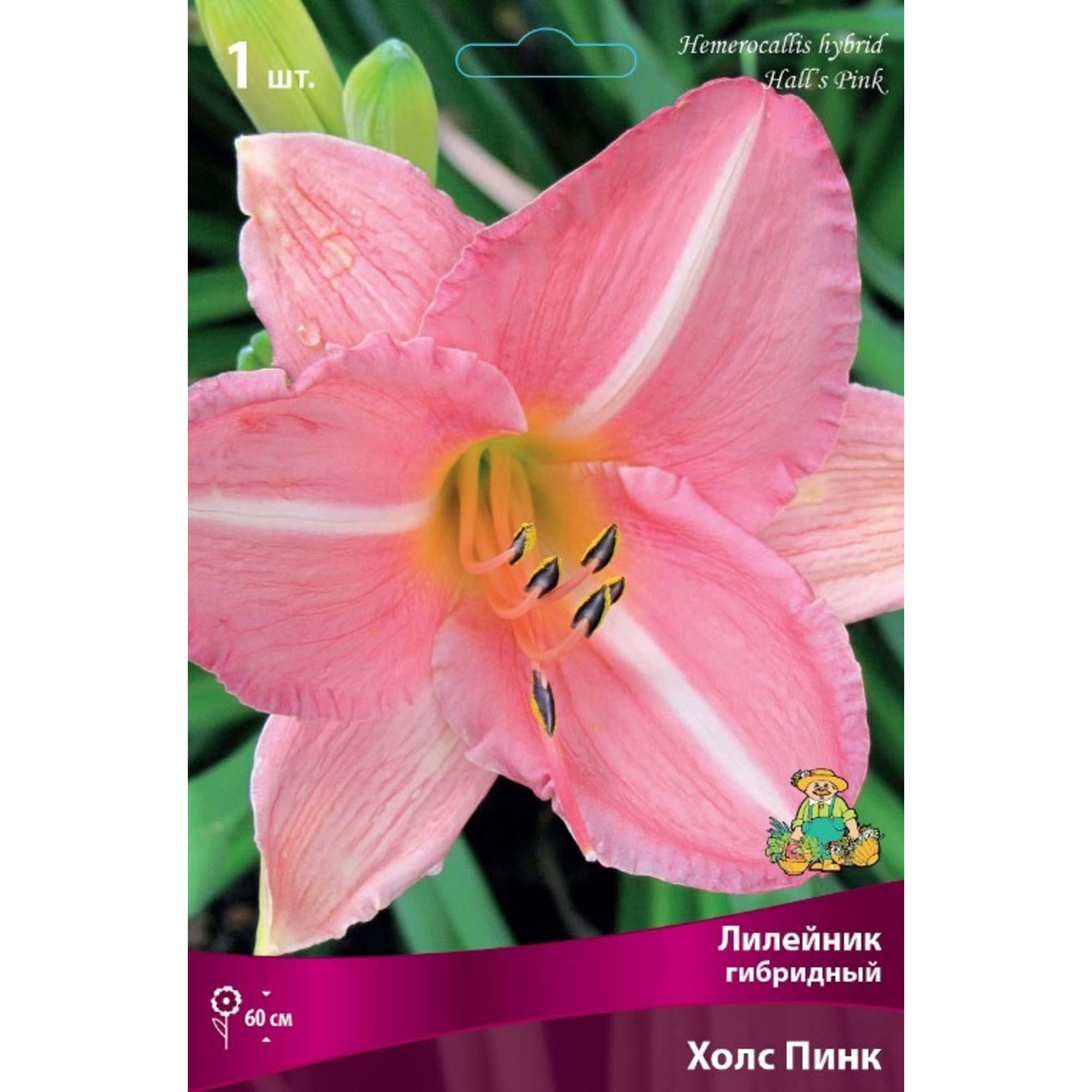 83597559 Лилейник гибридный Холс Пинк луковица I Santreyd 