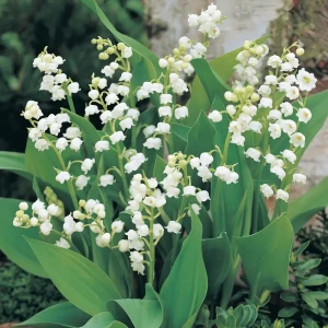 Ландыш майский ø9 h30 см 85324807 STLM-2100890