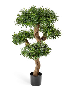 10.23504N Подокарпус горный Элит 110 см Цветочная коллекция