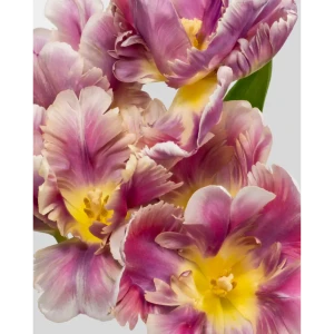 Картина на стекле Тюльпаны 40х50 см