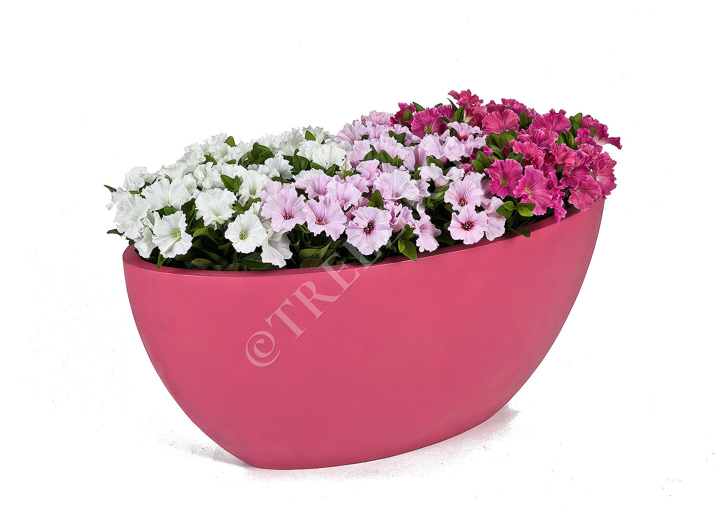 20.1086W/PU Петуния куст бледно-сиреневый Цветочная коллекция  - Вид №1