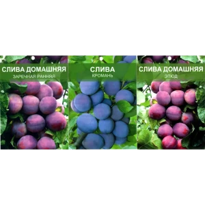 Слива в ассортименте ø12 h120 см 86710679 STLM-2187818