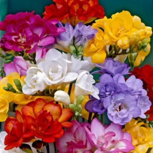 Фрезия махровая микс 30 шт. 83628516 STLM-2192996
