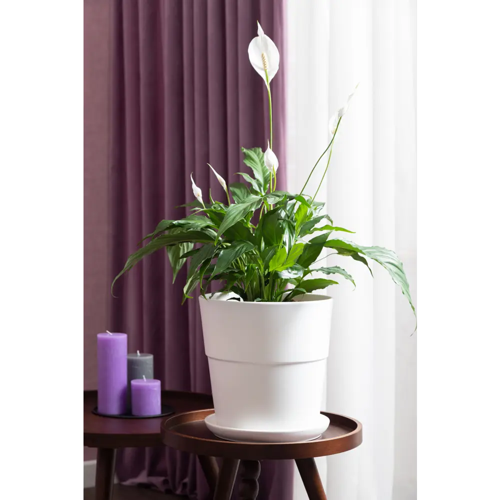 Горшок Уайт ø26 h27 см v10 л с поддоном керамика белый Santreyd STLM-2204010 - Вид №2