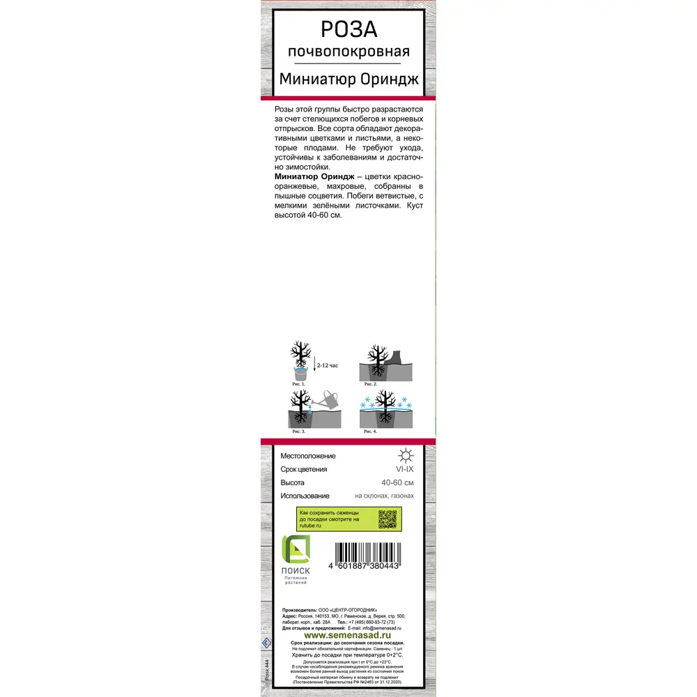 Роза почвопокровная Миниатюр ориндж h37 см 83786612 STLM-2156646 Santreyd  - Вид №2