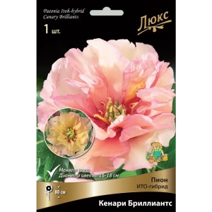 Пион ито-гибрид «Кенари Бриллиантс» разбор 2-3 82661868 STLM-2046242
