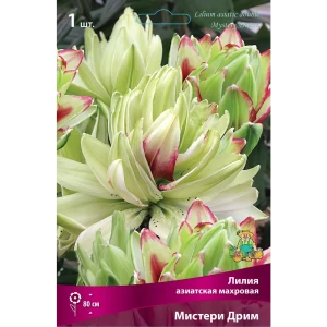 Лилия азиатская махровая Мистери Дрим 86410093 STLM-2025338