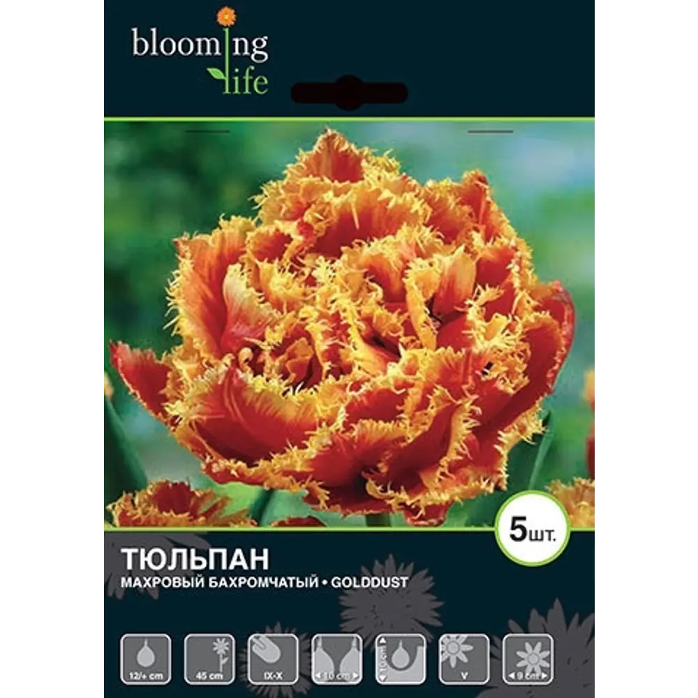 Тюльпан Голддаст 12/plus, 5 шт. 12834985 STLM-2156713 Santreyd  - Вид №1