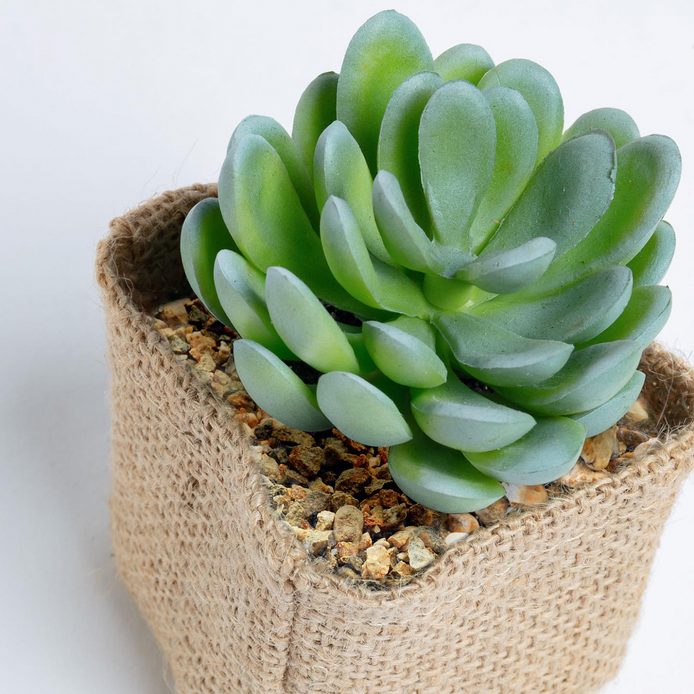 069016 Flower 1 искусственный суккулент в льняной сумке La Forma Pachyphytum 