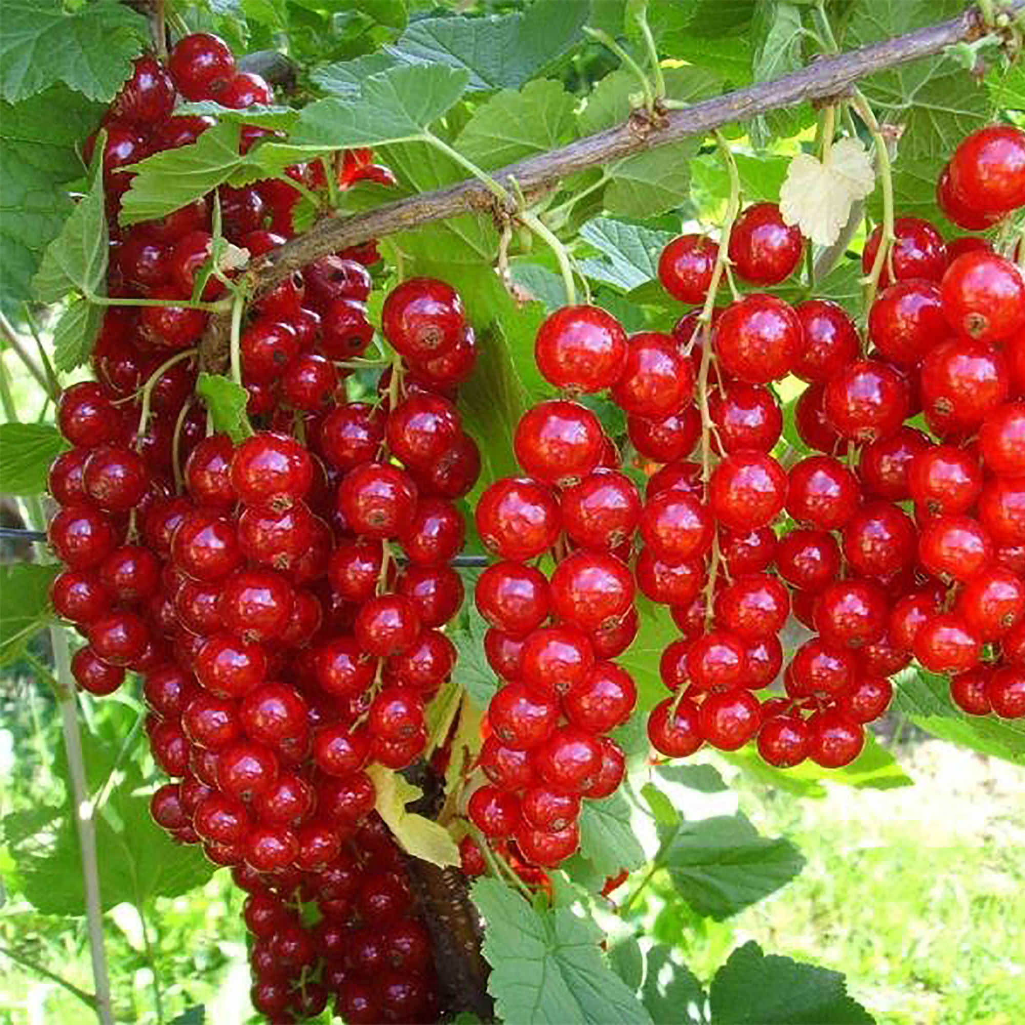 Саженец красной смородины Santreyd - среднепоздний сорт с ароматными ягодами 17897424 STLM-0008953 - Вид №1