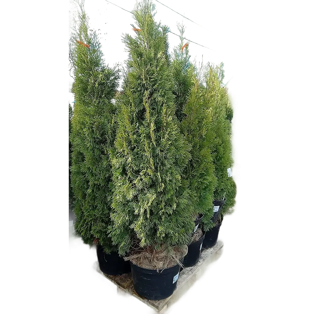 Туя западная Смарагд ø40 h100 - 120 см 87904748 STLM-2034385 PLANTMARKET 