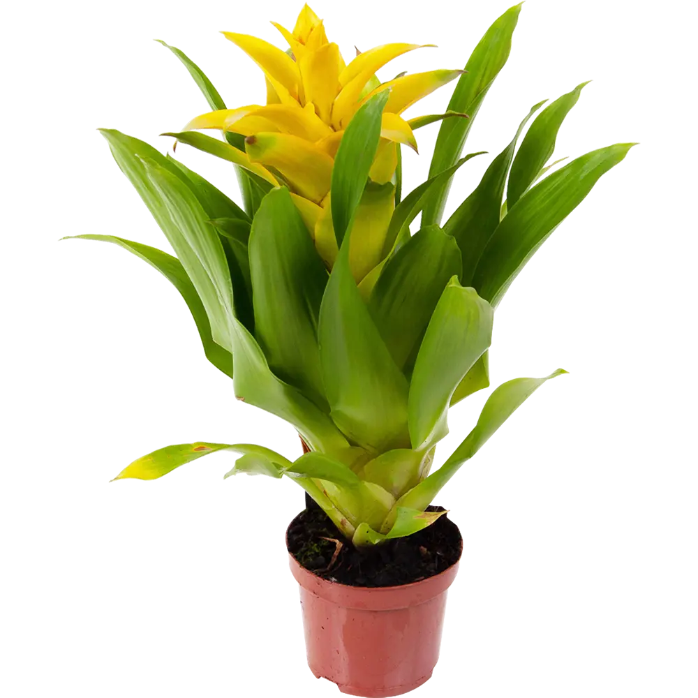 Гузмания Капкейк микс 9x40 см 82548578 STLM-2184943 Santreyd 