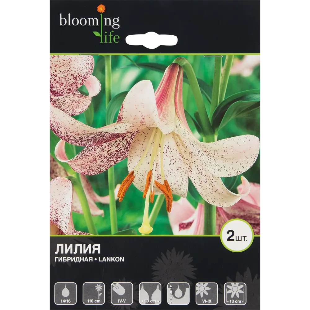 Лилия гибридная «Ланкон» 82539380 STLM-2080651 BLOOMING LIFE 