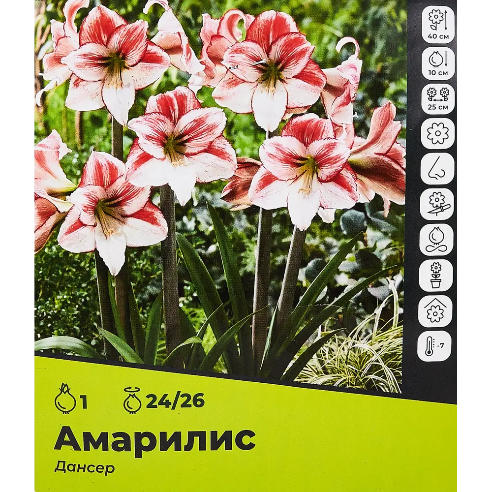 Амариллис Дансер луковицы 24/26 89354467 STLM-2031829 Santreyd 