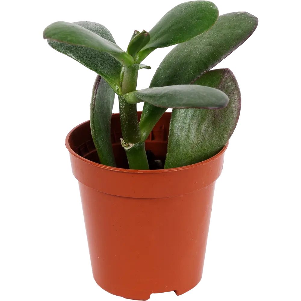 Santreyd Суккулент микс - живая композиция для интерьера 12501400 STLM-0953327