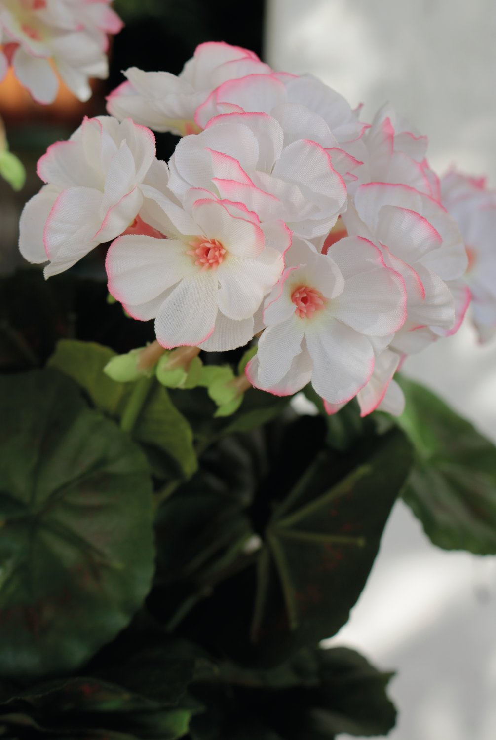 9716 705 a3 Герань шелковая, горшечная, 33 см, бело-розовая H-andreas  - Вид №1