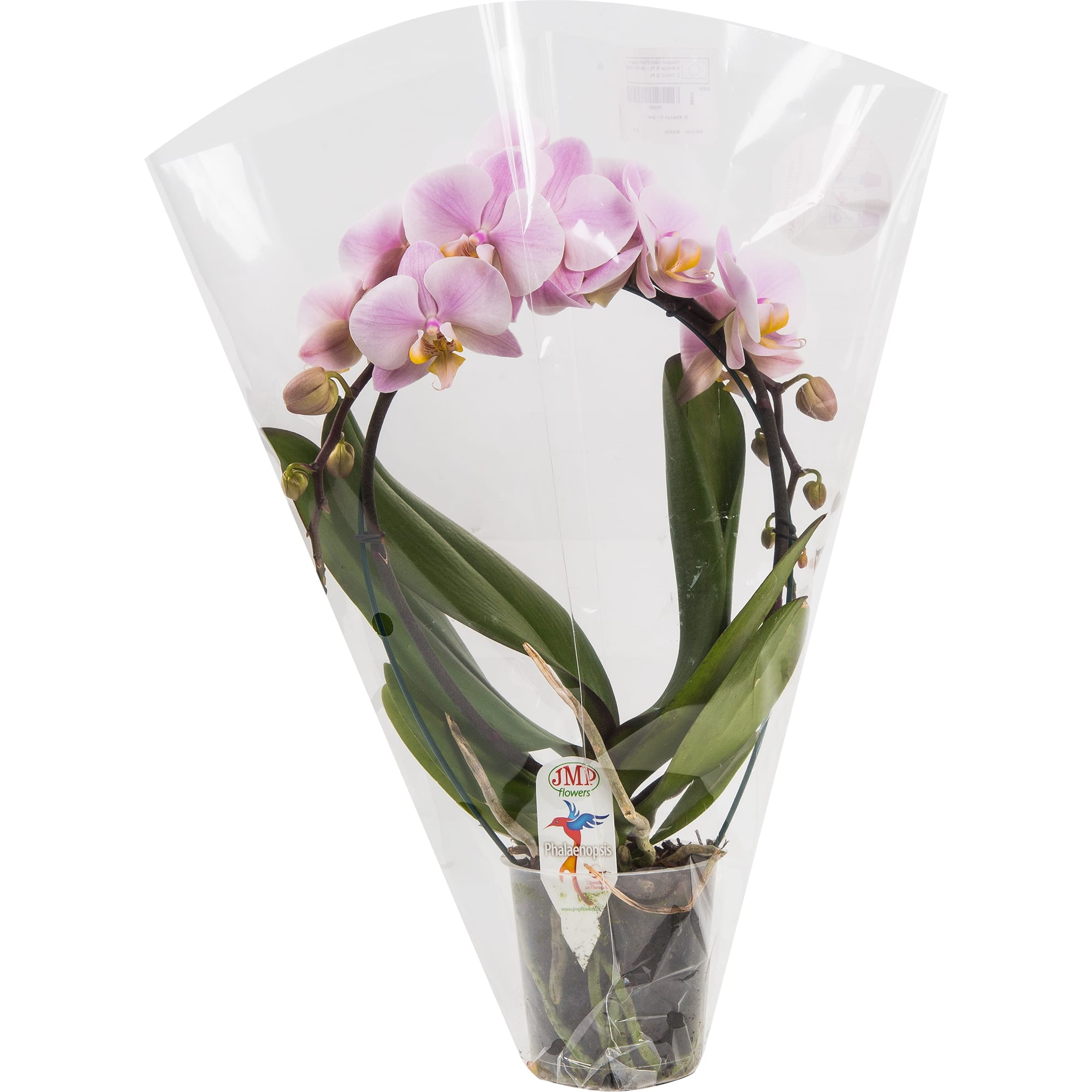 82330266 Орхидея Фаленопсис Экстра микс каскад 2 стебля ø12 h40 см Santreyd  - Вид №2
