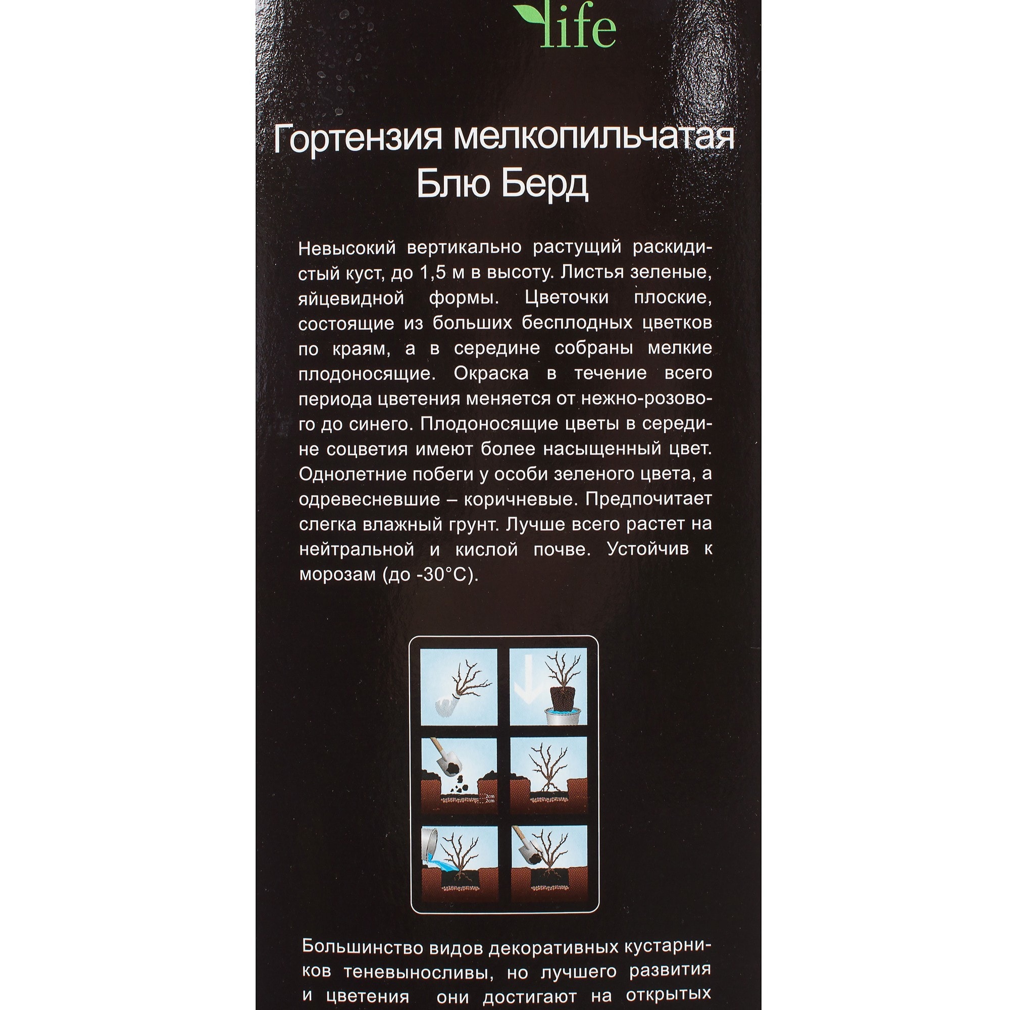 81948497 Гортензия мелкопильчатая «Блю Берд» (в тубе) Santreyd  - Вид №2