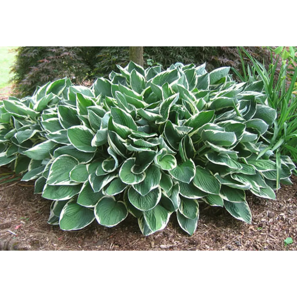 Хоста Франсе луковицы 1 Santreyd STLM-2060866