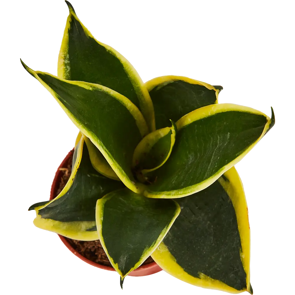 Santreyd Сансевиерия Хахна Пагода — изящный тещин язык в горшке 87959854 STLM-0964211 - Вид №1