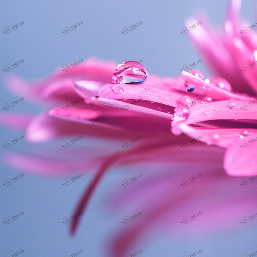 D1-080 Фотообои DIVINO Collection D 2.7х2 м D1080